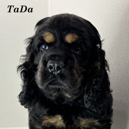 puppy, for, sale, Cocker Spaniel, Joe & Cherri  Overlease, dog, breeder, Miller, MO, dog-breeder, puppy-for-sale, forsale, nearby, find, puppyfind, locator, puppylocator, aca